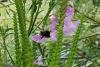 Bombus sp.